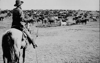 cowboy on horseback holding rope facing a herd of cattle scattered over landscape