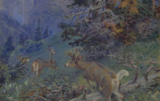 A group of white tailed deer move through a forested mountain landscape.