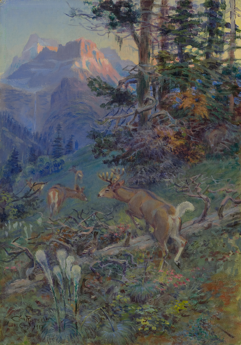 A group of white tailed deer move through a forested mountain landscape.