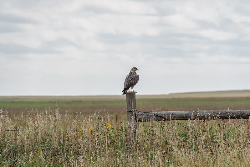 large bird sitting on fence post within an expansive, flat, grassy landscape