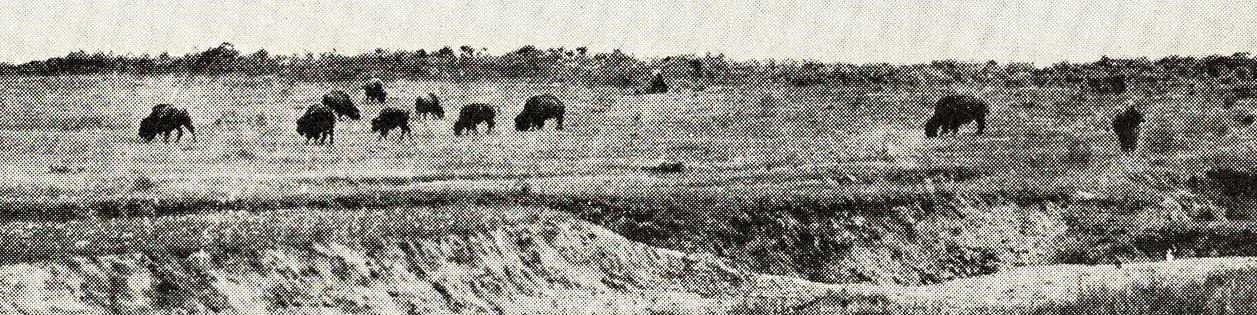An old black & white photo of a herd of bison grazing near a river bank