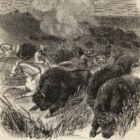 Print of a group of men chasing after and shooting at a herd of buffalo
