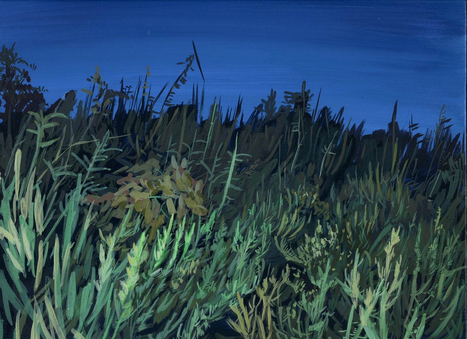 A landscape of shrubbery at night.