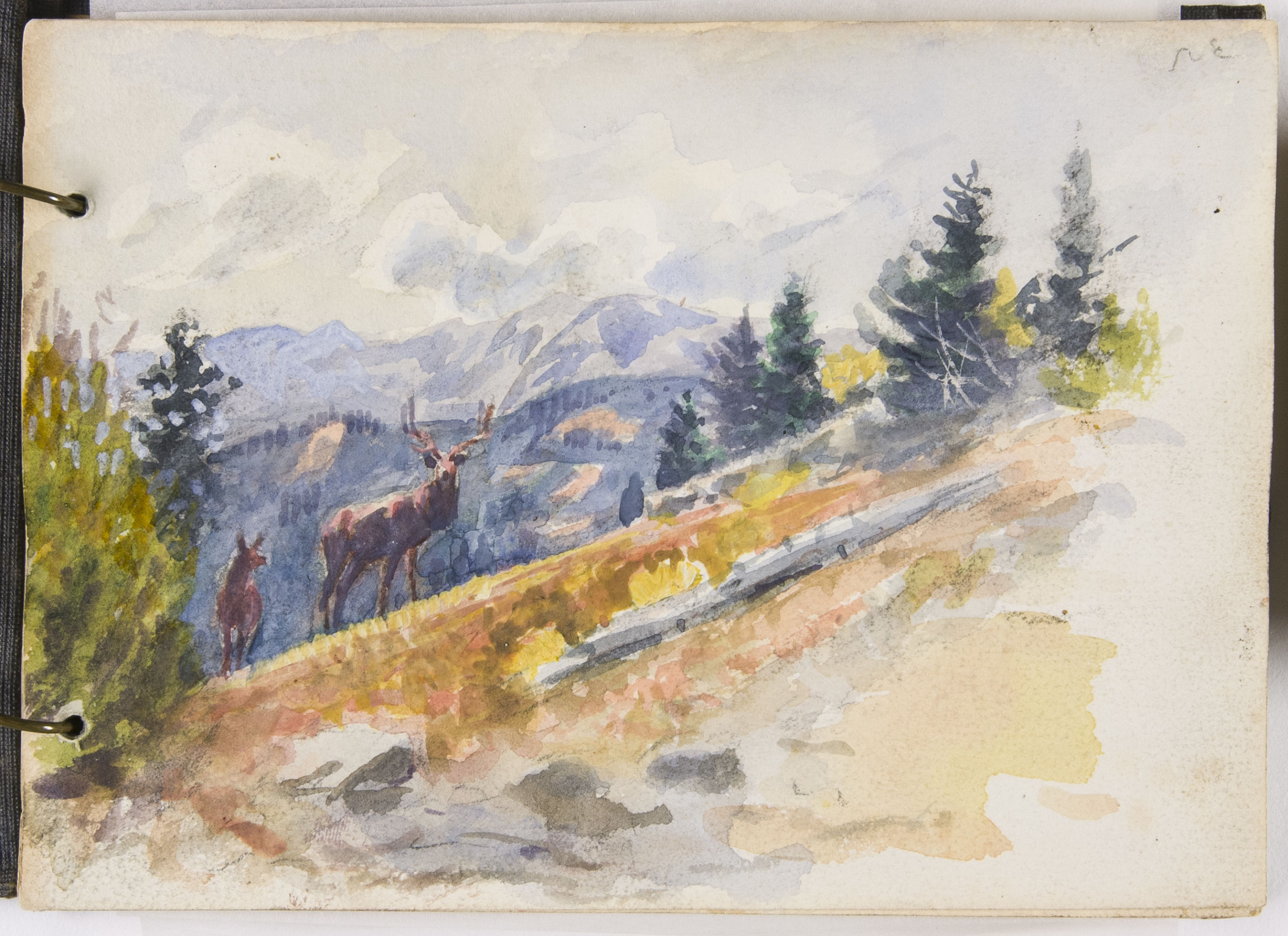 watercolor sketch of elk walking up a forested hill