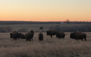 A small herd of bison grazing on grasses