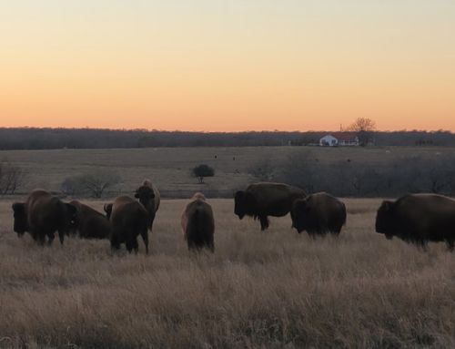 Bison in Texas Today