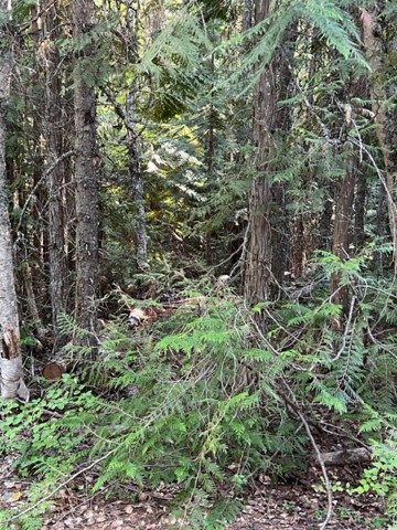 photograph of a dense forest 